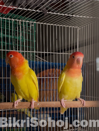 love bird